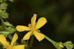 Early St. Johnswort